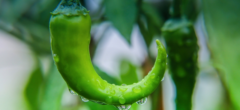 周營種植椒 恒邦金牛造